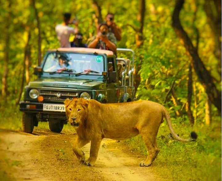 Gir Jungle Safari in core forest zones